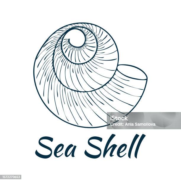 Nautical Shell Image Shell Sea Shell Ocean Nature Water Underwater Vector Hand Drawn ...