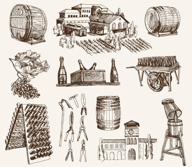 winemaking. die produktion von sekt - wine cellar wine bottle grape stock-grafiken, -clipart, -cartoons und -symbole