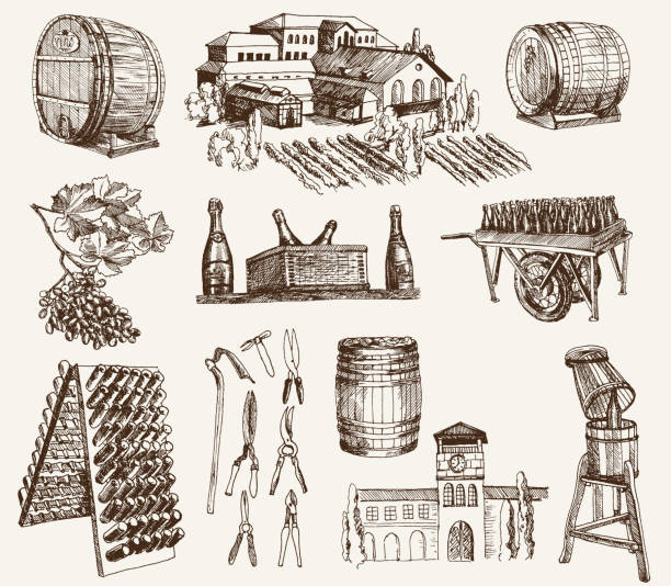 winemaking. the production of sparkling wines the production of sparkling wines. set of vector sketches wine and oenology graphic stock illustrations