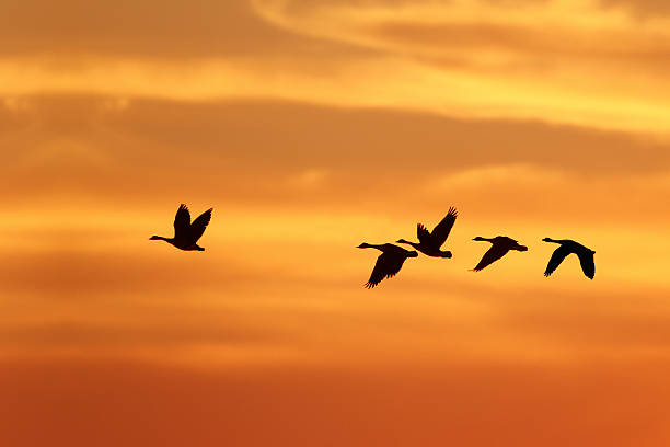 istock Canada Geese Migrating South in Autumn 157228040