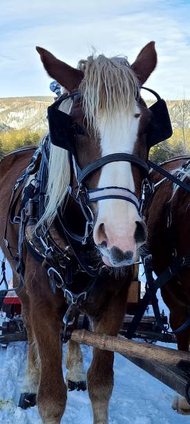 istock Horse, Close Up, in Winter 1572281895