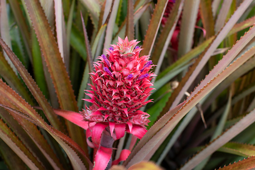 Ornamental pink pineapple plant. Close-up Pineapple flower Aechmea fasciata (silver vase, urn plant) blossom with green leaves nature background. Tropical plant. Plant care