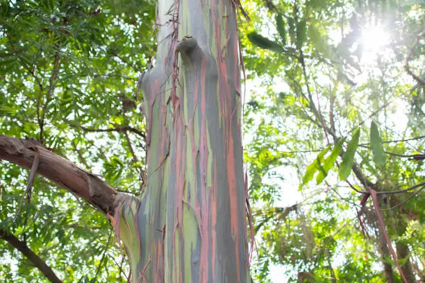 View of the rainbow eucalyptus tree trunk, Kauai, Hawaii, USA. tree