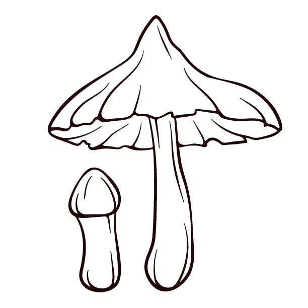 라인 아트 스타일의 치명적인 webcap 먹을 수 없는 버섯. 유독 한 cortinarius rubellus 흑백 벡터 스케치. 그림 흰색 배경에 격리되어 있습니다. - 끈적버섯과 일러스트 stock illustrations