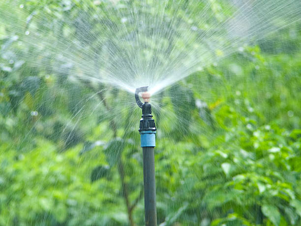 istock Sprinkler for agricultural watering system. 157229335