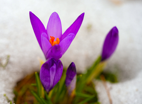 Close-up of two blooming purple crocus flowers on meadow under sun beams trough snow in spring time at Velika planina, Slovenia.