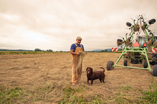 A farmer in a freshly mown hay field checking the quality of his crop