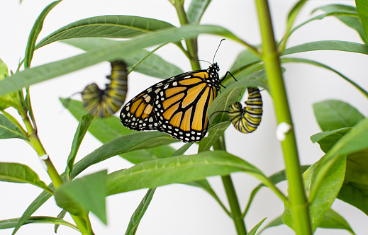 An endangered monarch butterfly just emerged from its chrysalis on milkweed. Stages of the butterfly