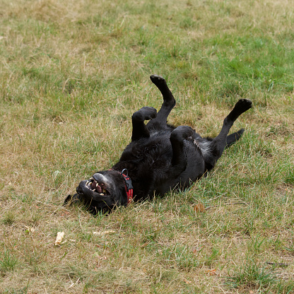 Funny black laughing labrador retriever dog.