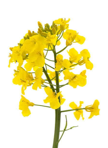 istock Bunch of yellow rapeseed. 1572312294