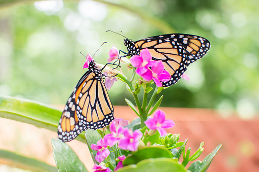 Two Monarch Butterflies on a pink flowers. Relaxation