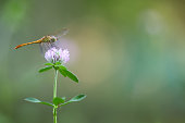 Dragonfly sitting on a flower on a blurry background