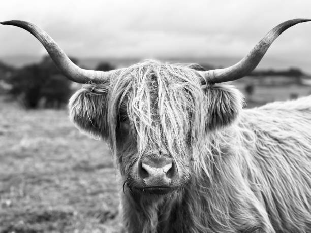 Close up of a highland cow