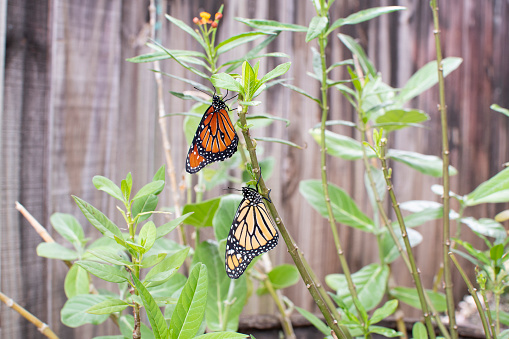 the difference between queen butterfly and monarch butterfly side by side. Biodiversity