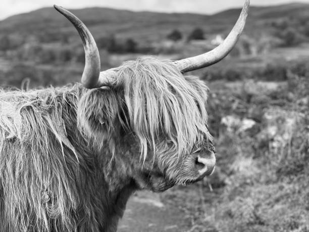 istock Close up of a highland cow 1572316123
