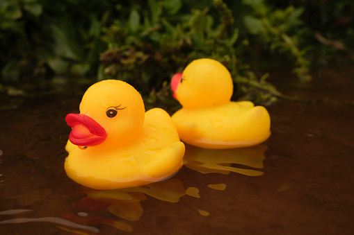 Nice weather for ducks, two rubber ducks floating on a puddle in rain.