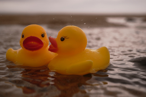 Bad luck, beach holiday in the pouring rain, 2 rubber ducks floating in a puddle on the beach in torrential rain.