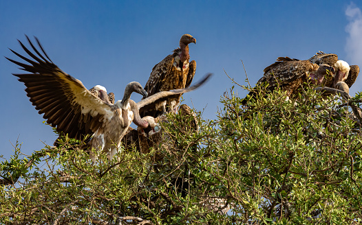 White Backed Vultures perching on tree in wildlife.