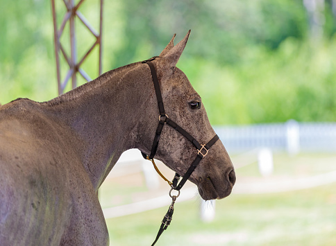 Portrait of a horse in competition, after a run. High quality photo