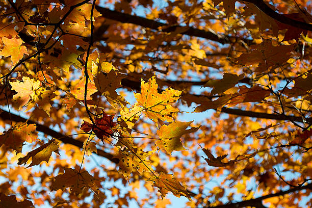 Autumn Leaves stock photo