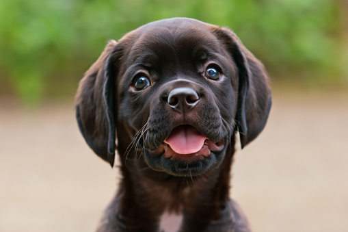Dark brown labrador puppy