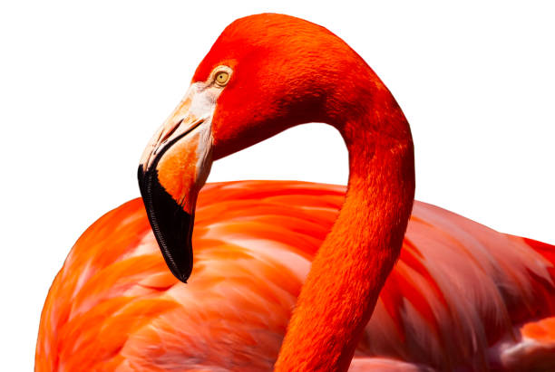 istock Pink flamingo closeup. 1572366659
