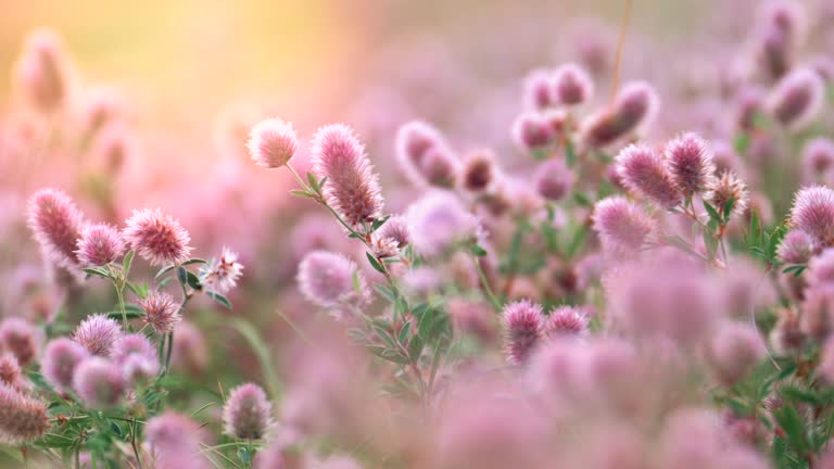 Wildflowers at sunset