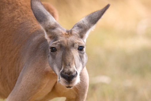 Close up of a Kangaroo's face. Kangaroo has a concerned expression. Perth, Australia.