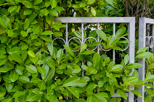 Decorative green hedge arch at the entrance to the yard