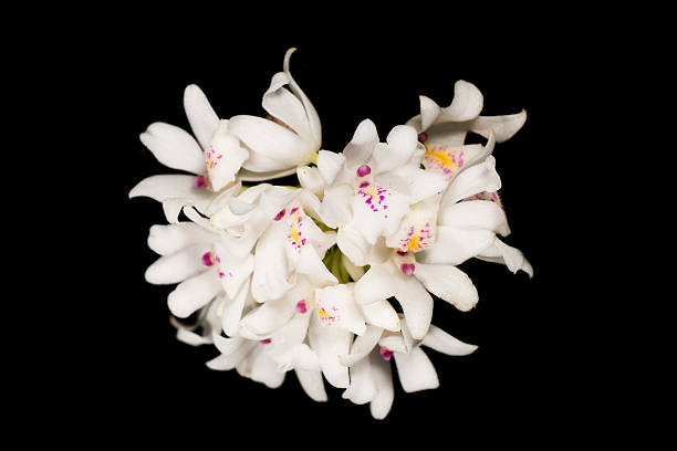 istock Orchid Species - Neobenthamia gracilis 157241338