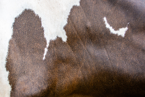 Jersey cow fur texture background