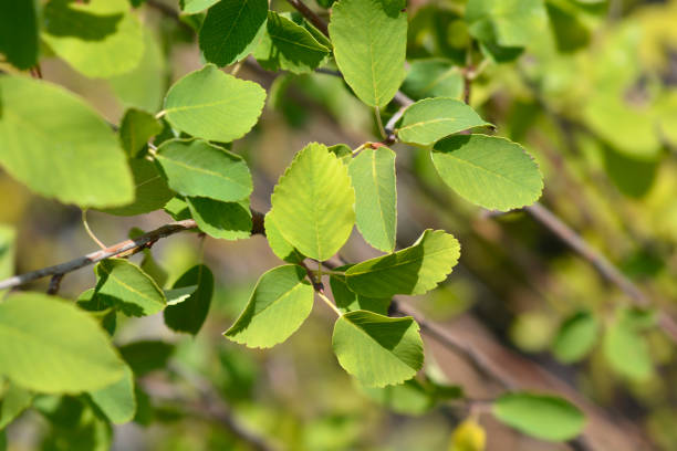 istock Alder-leaved serviceberry Obelisk 1572424589