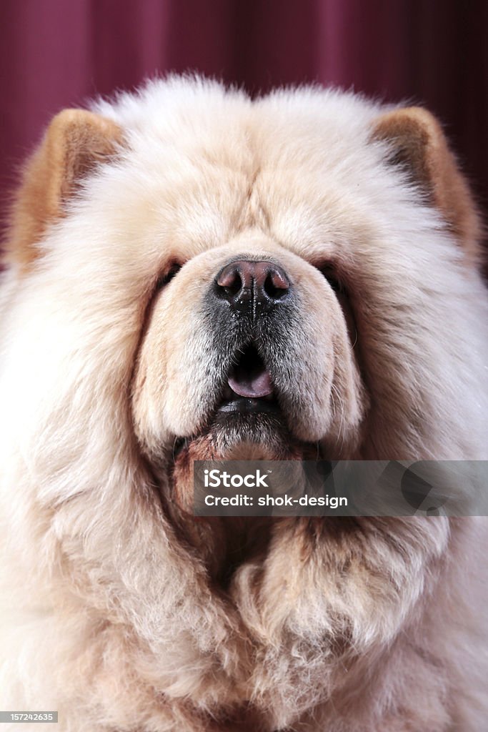 White Chow-Chow Dog portrait Alertness Stock Photo