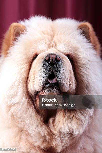 White Chowchow Stock Photo - Download Image Now - Alertness, Animal, Animal Hair