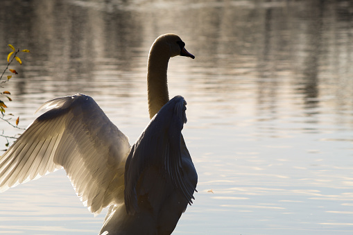 A beautiful white Swan standing with their wings spread and chest out whilst facing a lake at the waters edge