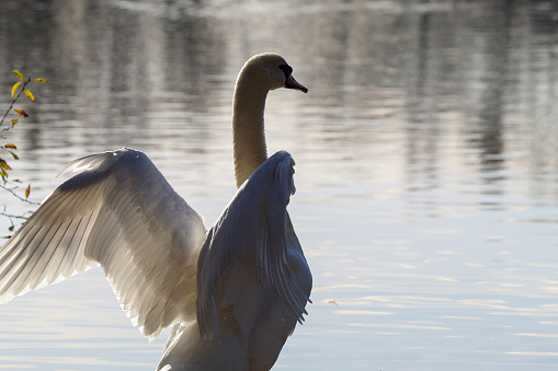 A beautiful white Swan standing with their wings spread and chest out whilst facing a lake at the waters edge