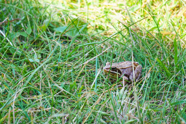 istock a very small frog sits in the grass 1572432181