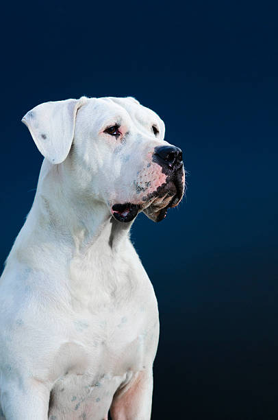 Argentinian Dog Argentinian Dog dogo argentino stock pictures, royalty-free photos & images