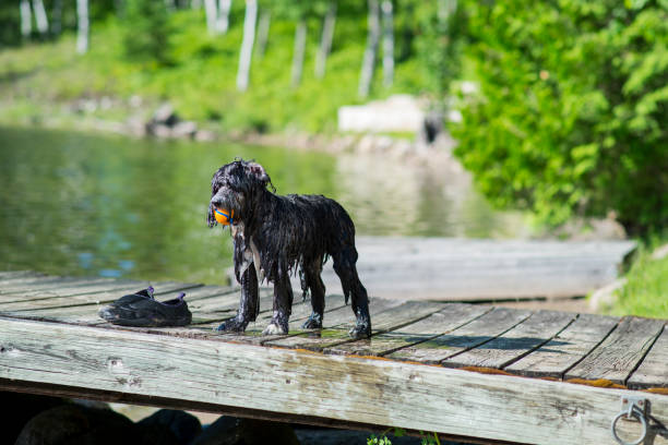 Cute long haired pet dog with black fur is standing on the dock looking at the water with a toy ball in his mouth as he is soaking wet after swimming in the lake on a hot summer day to cool off.