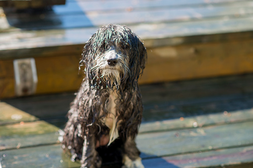 Portrait of a cute pet dog with black and white long fur sitting on the dock at a summer cottage. The dog is soaking wet after swimming in the lake to cool off from the heat.