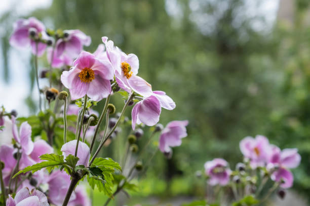 Purple Japanese anemones in a garden Bright purple anemones in a colorful garden with blurred background japanese anemone windflower flower anemone flower stock pictures, royalty-free photos & images