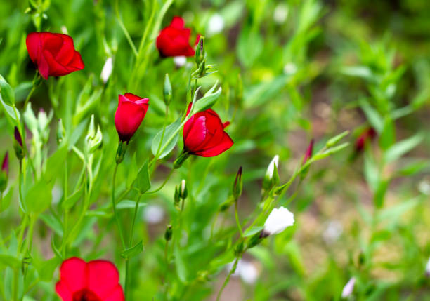 istock Red flowers of decorative flax on a green background. Selective blurred focus. A gentle image of the beauty of nature. 1572448101