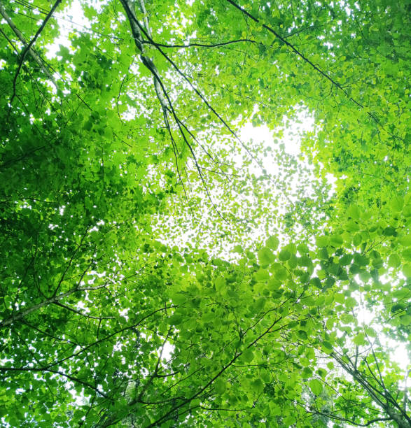 istock View of tree branches with leaves from the bottom up, the sky peeking through the branches. 1572450362