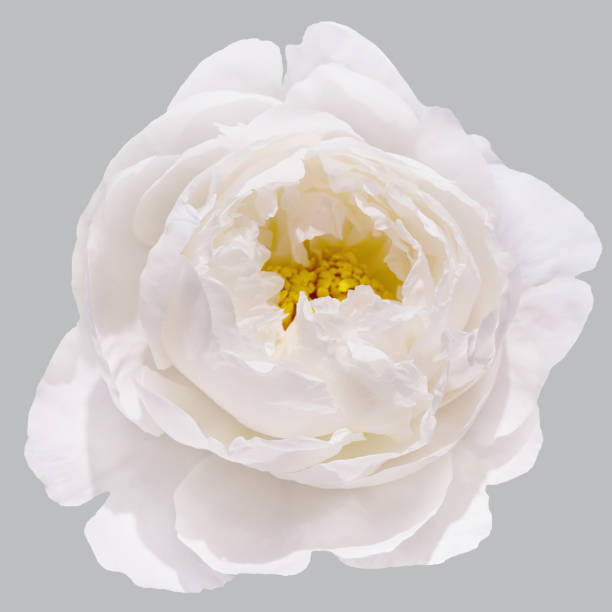 White exquisite, fragrant peony isolated on a gray background