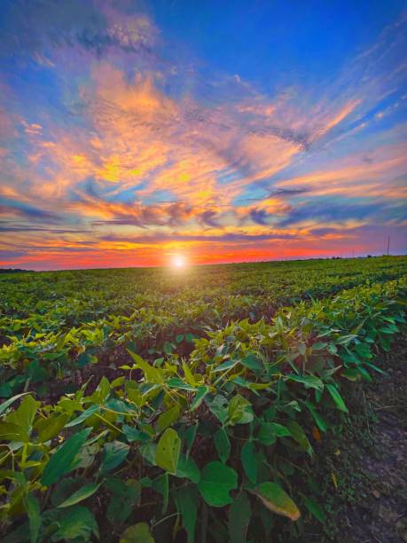 A beautiful sunset over delta farming fields