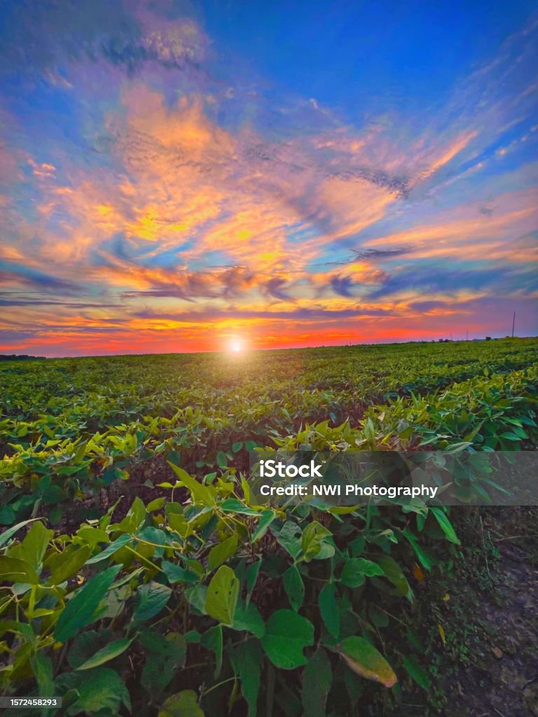 Delta Beatiful Delta Fields Stock Photo - Download Image Now - Mississippi, Delta ...