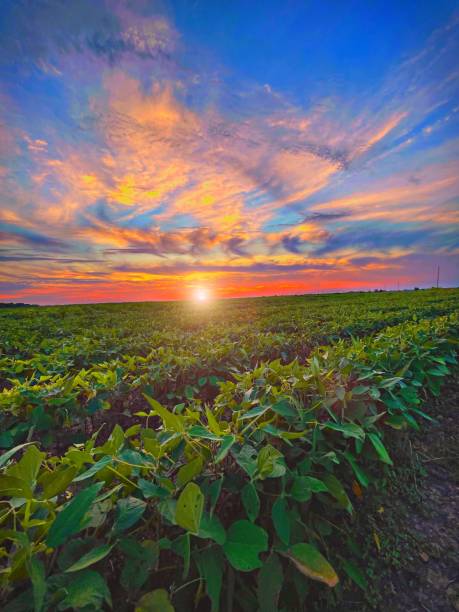 Delta fields A beautiful sunset over delta farming fields mississippi delta stock pictures, royalty-free photos & images