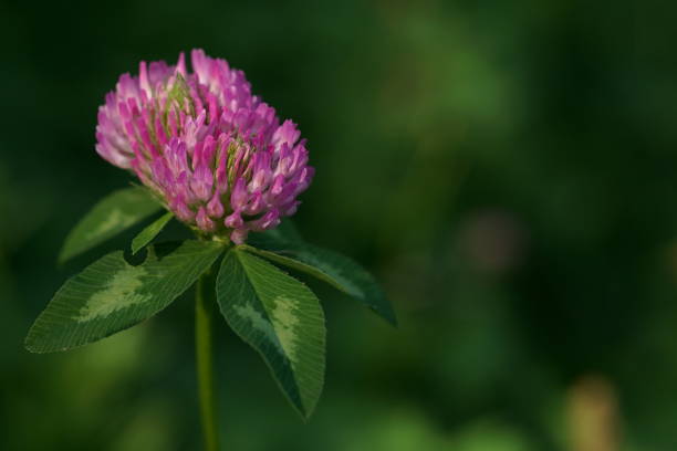 istock Medicinal herbs - red clover; Trifolium pratense 1572460396