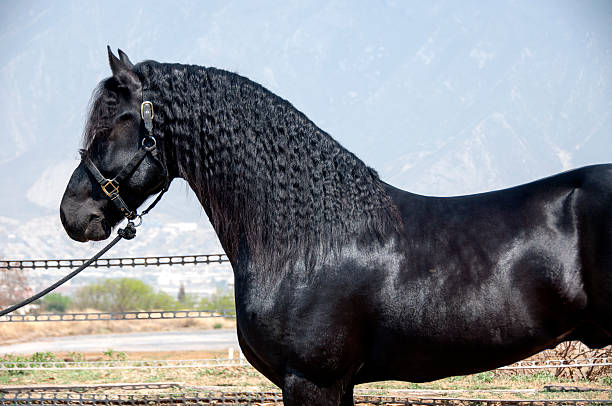 istock The Friesian Horse 157246076