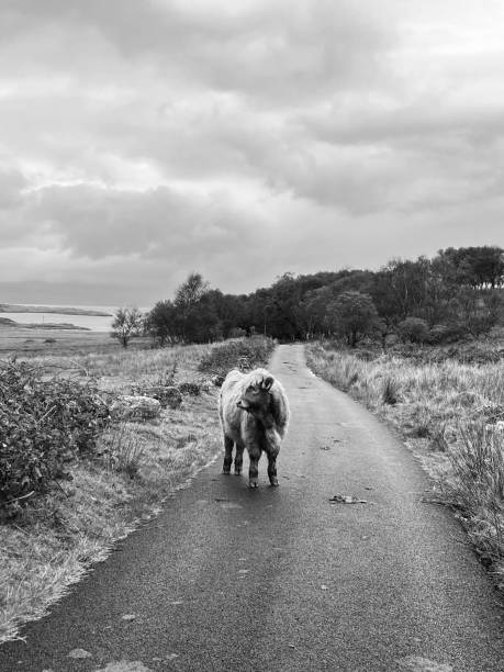 istock A highland cow calf 1572462028